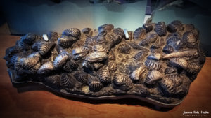 Natural History Museum - Shells