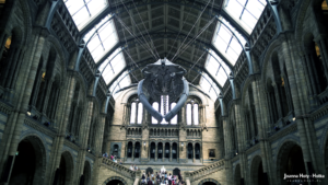 Natural History Museum - Whale front